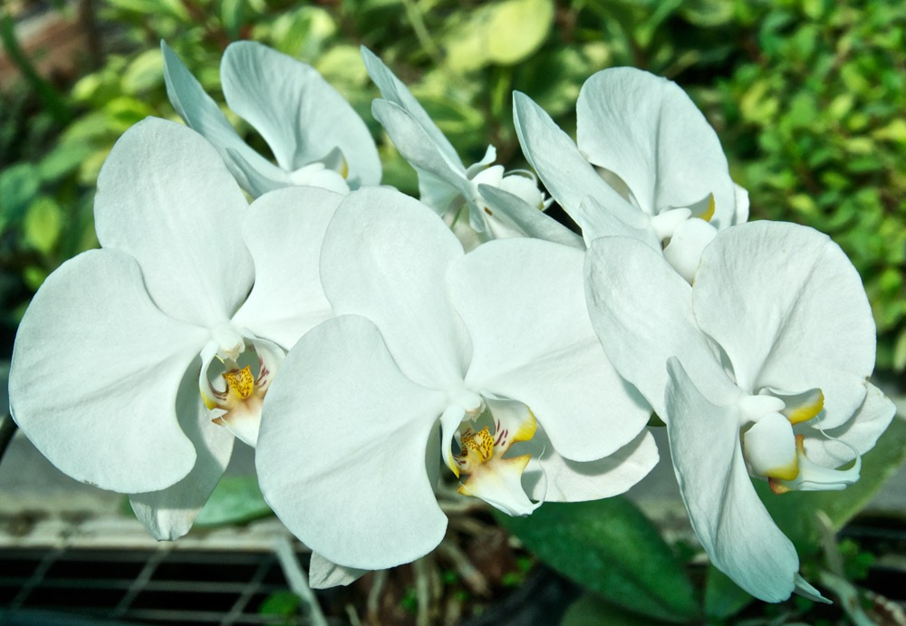 Budapest Botanic Garden - 08/13