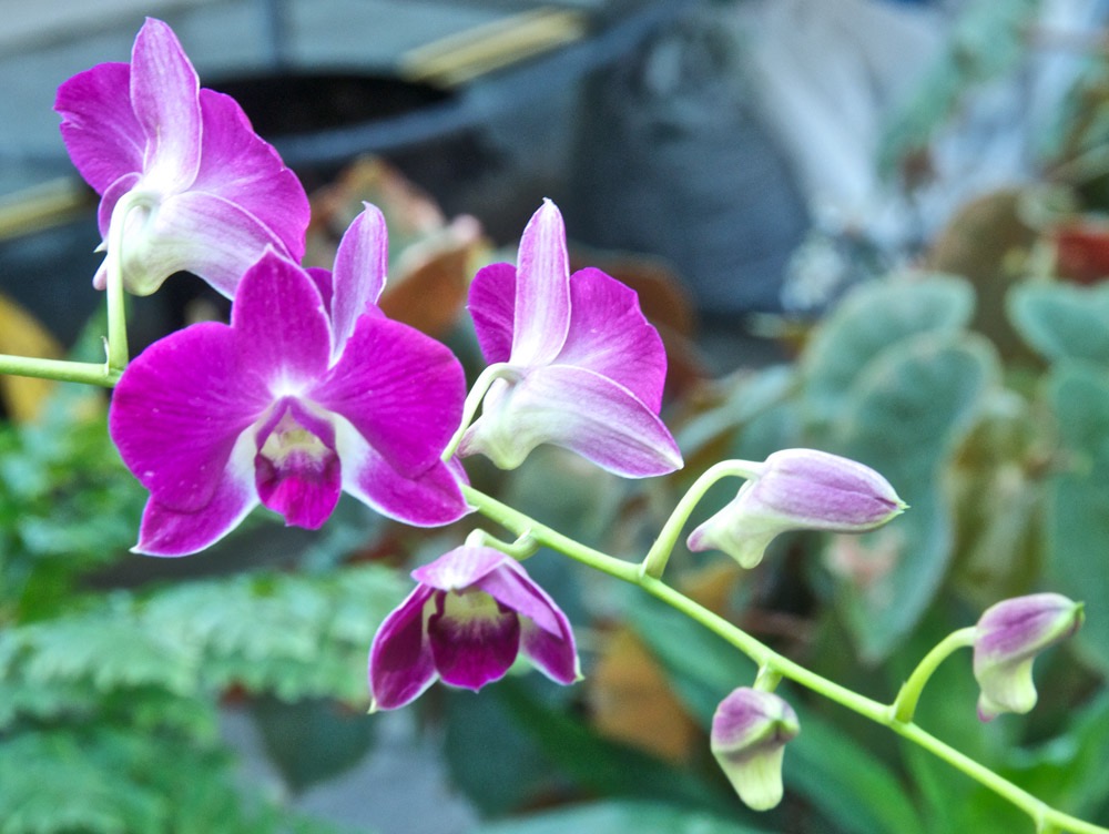 Budapest Botanic Garden - 08/13