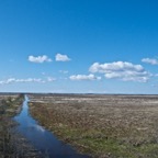 matsalu060511L2