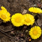 coltsfoot100410large