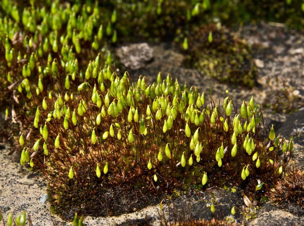 Moss Robin Hood's Bay 10/04/10
