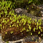 moss100410large