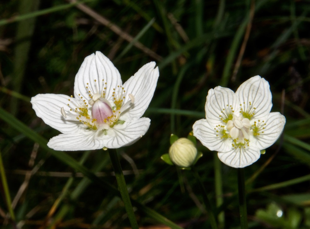 Grass of Parnassus - 08/08/09