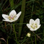 parnassia080809large