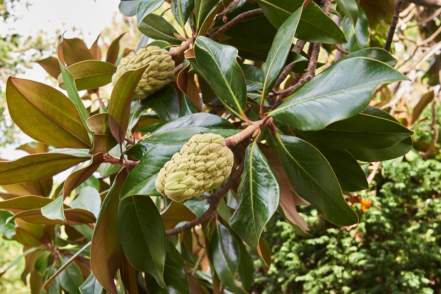 Jardi Botanic - Magnolia Grandiflora - 08/17