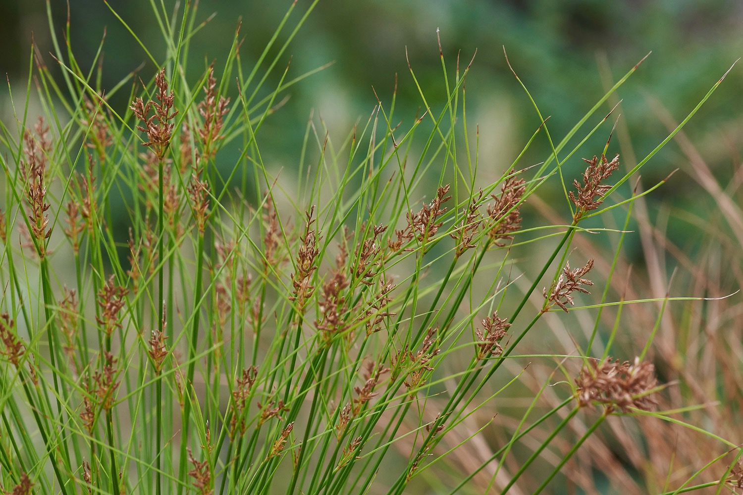 Jardi Botanic - Soller - Majorca - 08/17