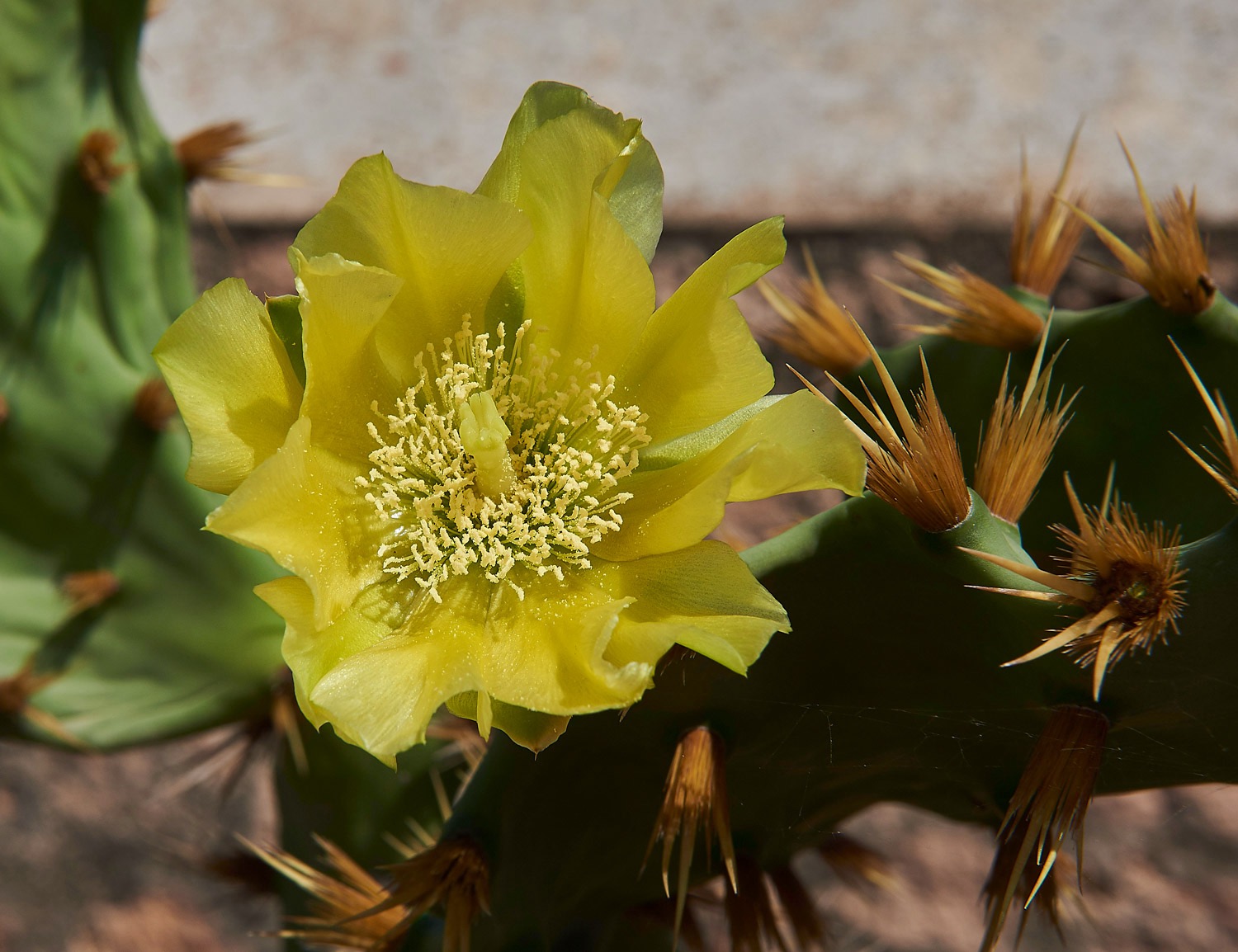 Prickly Pear - Majorca - 08/17