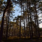 Leidissoo0517L1.jpg