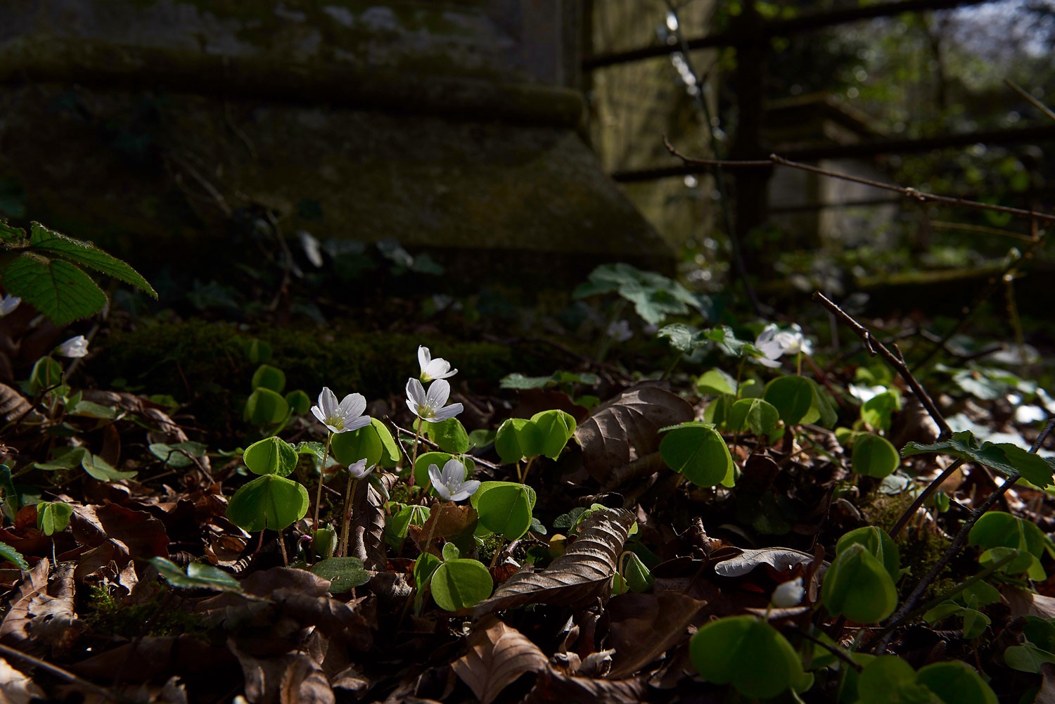 Rosary Rd Cemetery - Norwich - 30/03/17