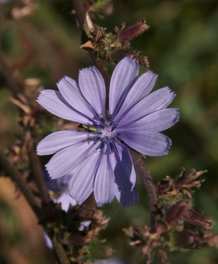 chicory0812