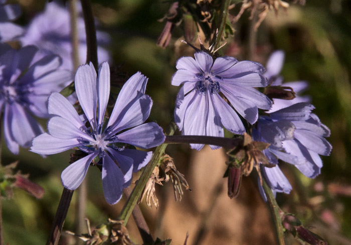 chicory08122