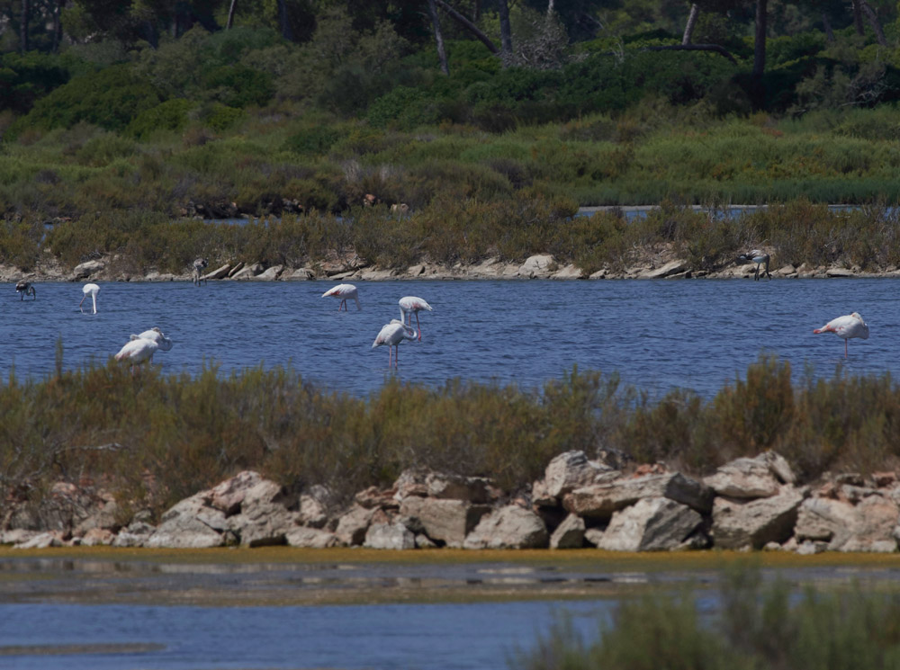 Flamingo020817