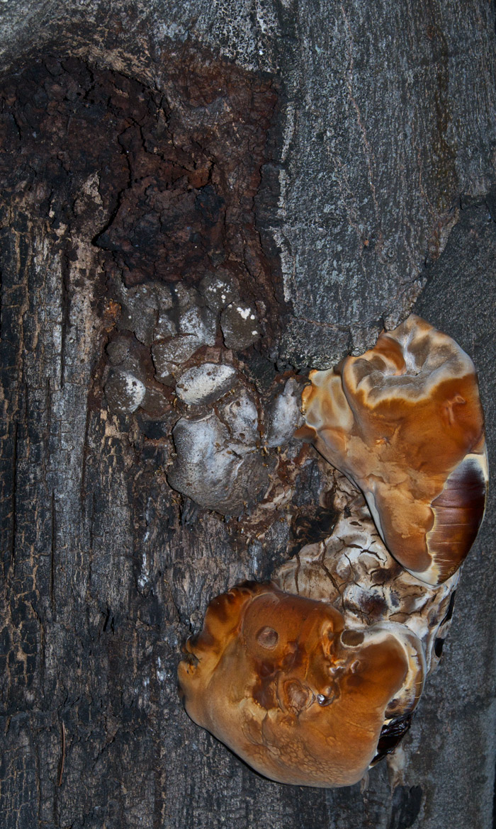 fungus08122