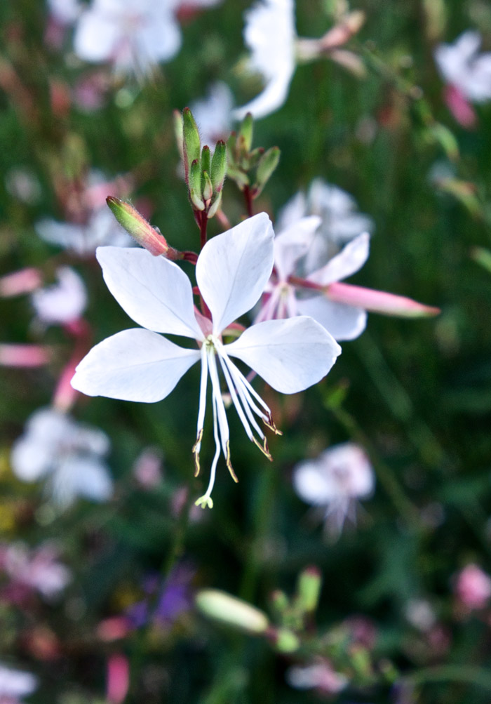 gaura08151