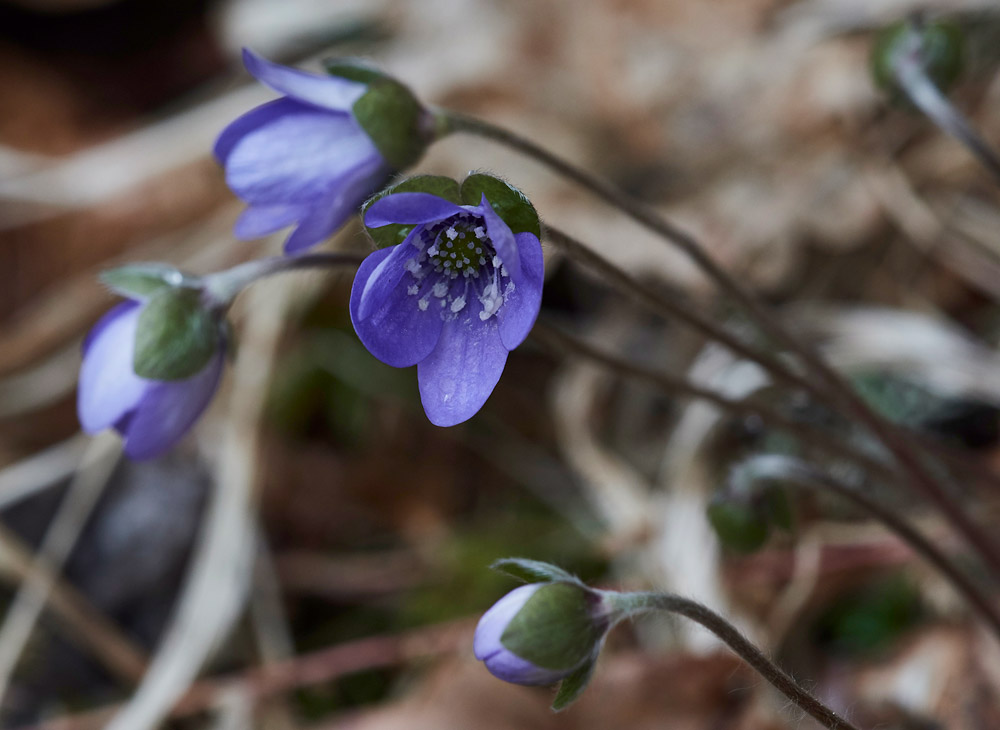 Hepatica05173