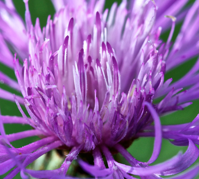 knapweed0812