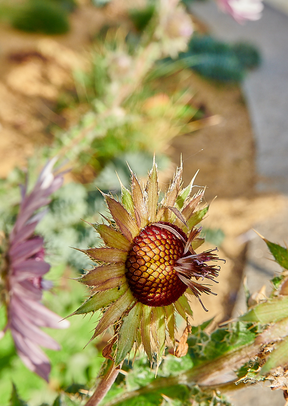 LondonThistle111022-1