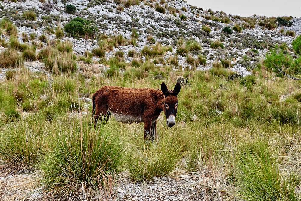 Majorca0817-8