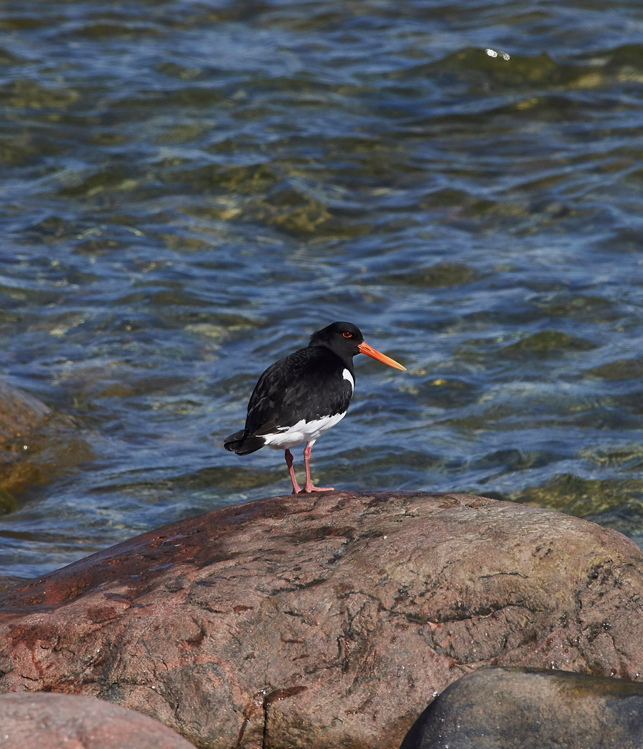 Oystercatcher05171