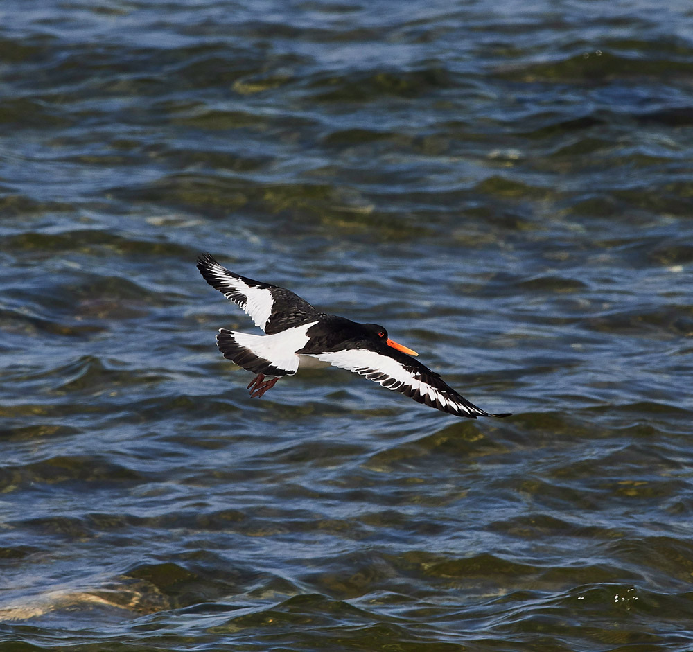 Oystercatcher05172