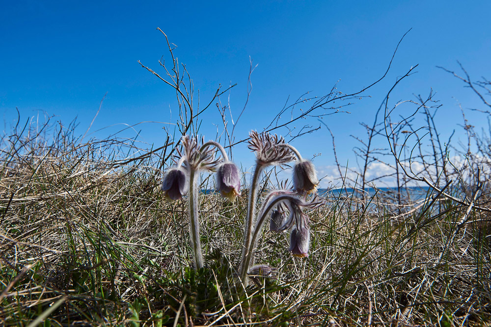 PasqueFlower1105171