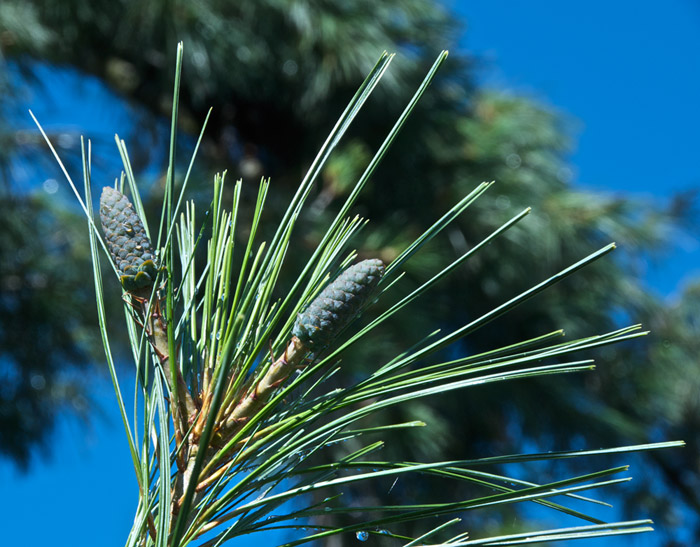 pine1808113