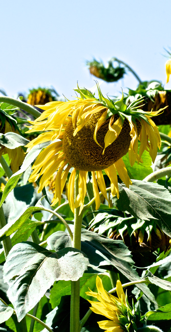 sunflower08123