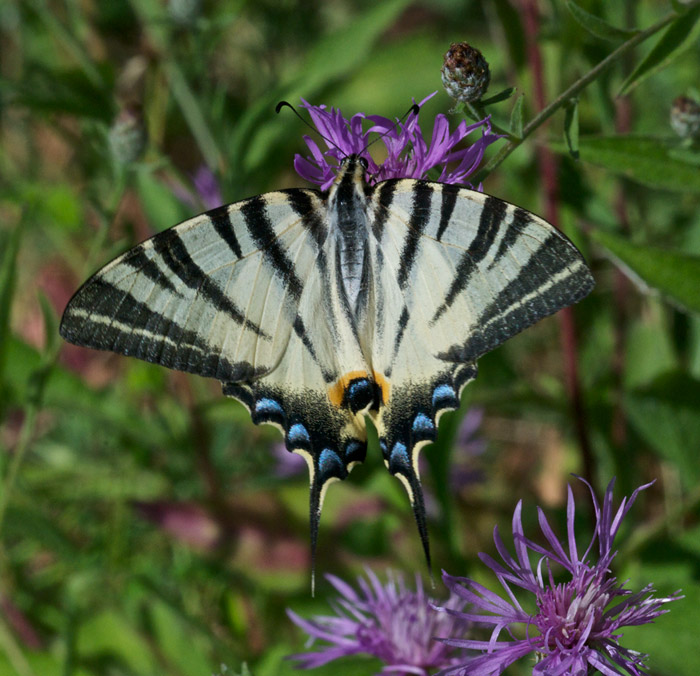 swallowtail08122