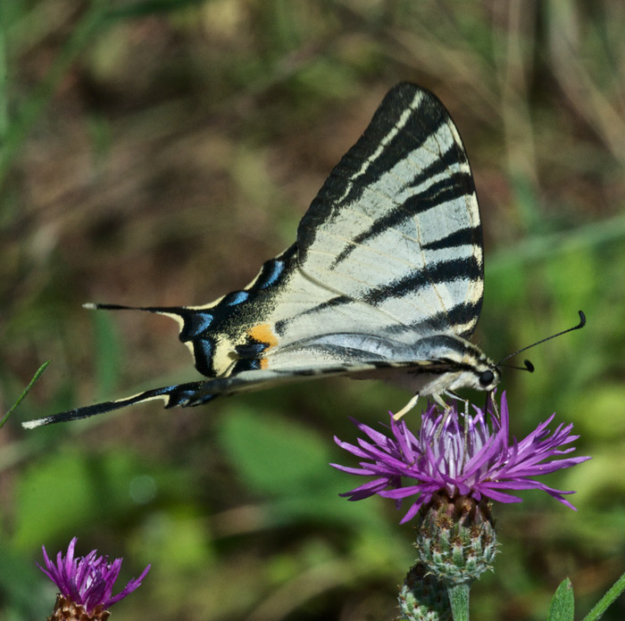 swallowtail08125
