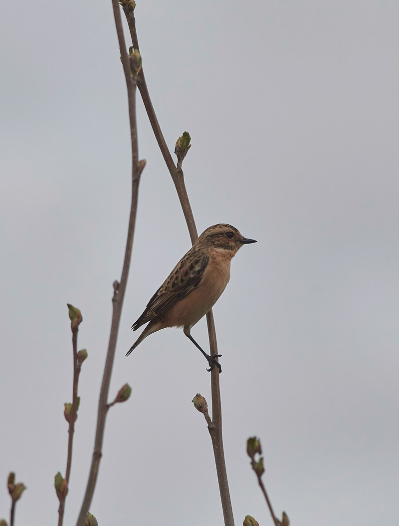 Whinchat05171