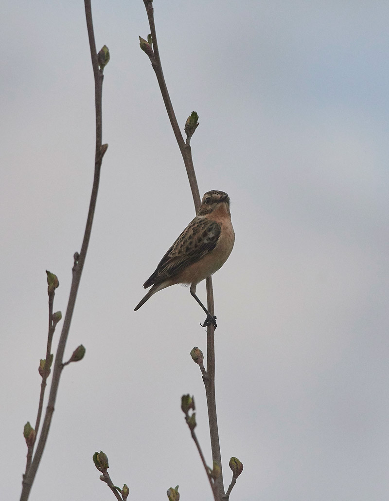 Whinchat05173
