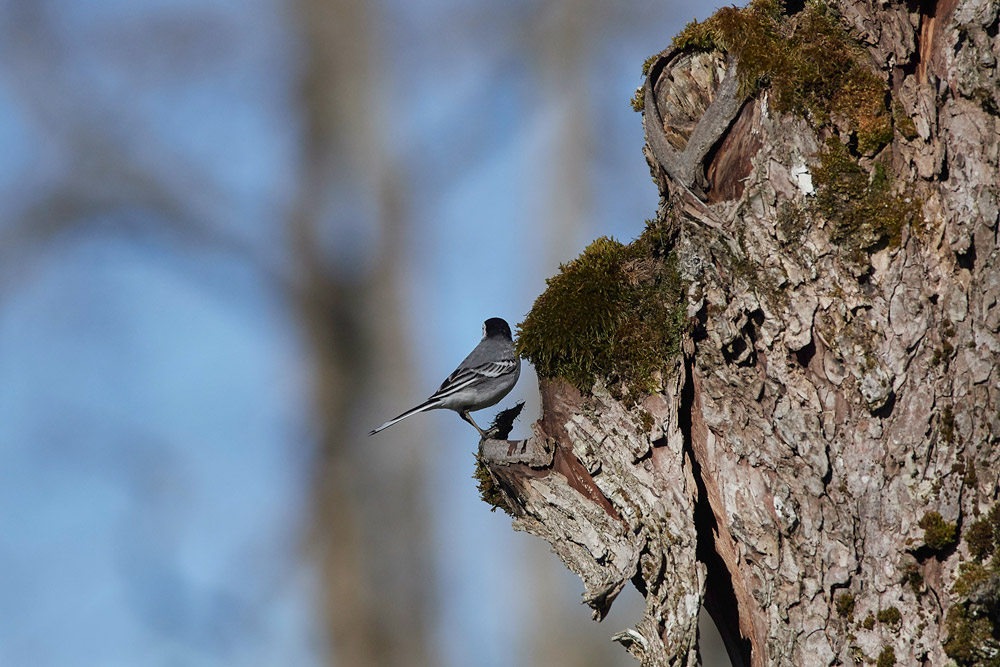 WhiteWagtail051710