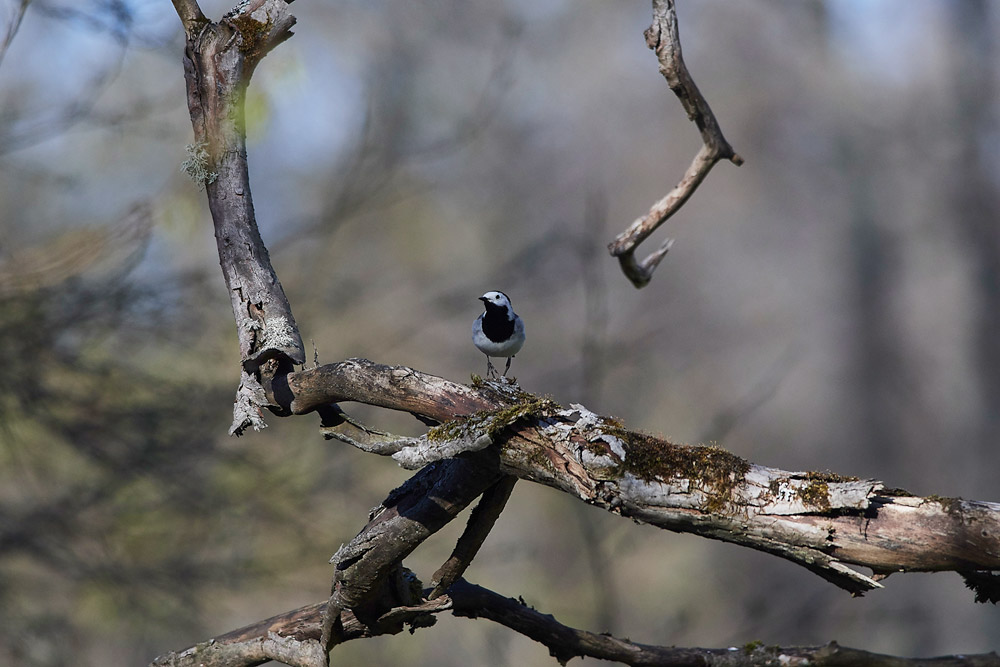 WhiteWagtail05174