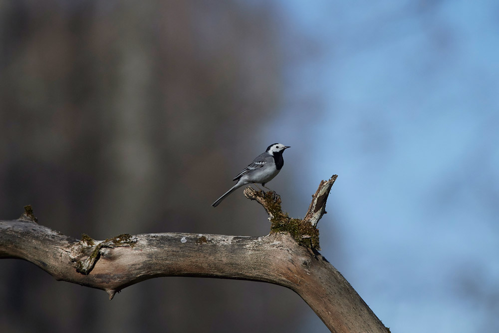 WhiteWagtail05177