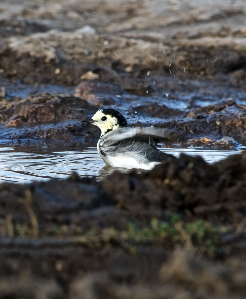 WhiteWagtail2209161