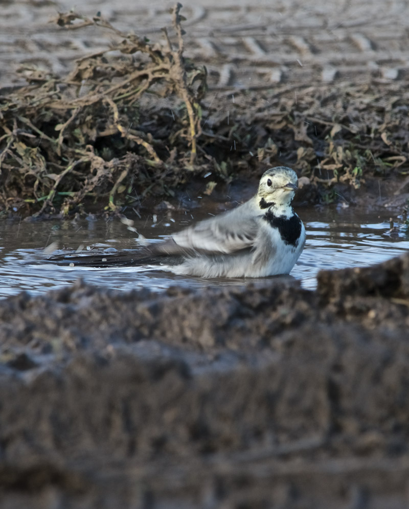 WhiteWagtail2209162