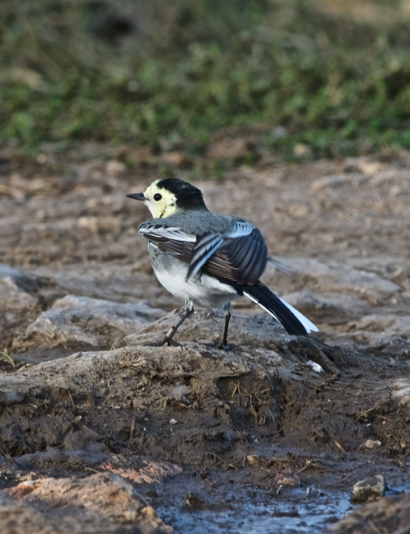 WhiteWagtail2209163