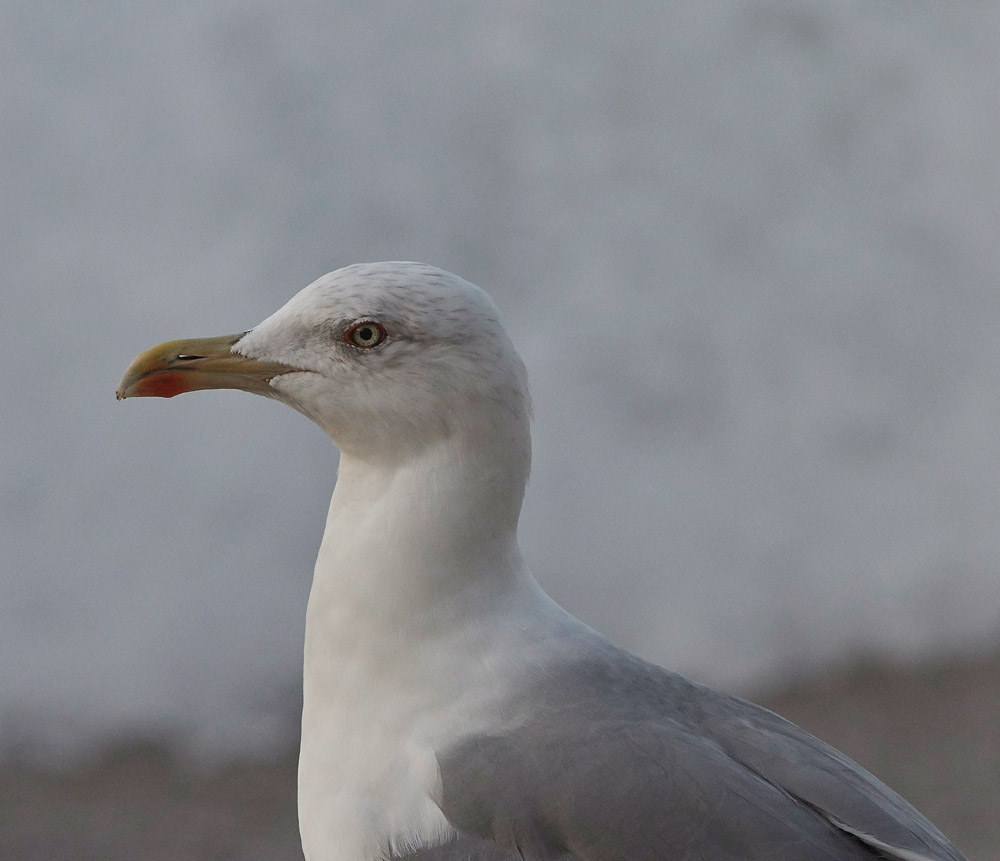 YelloLeggedGull020817-13