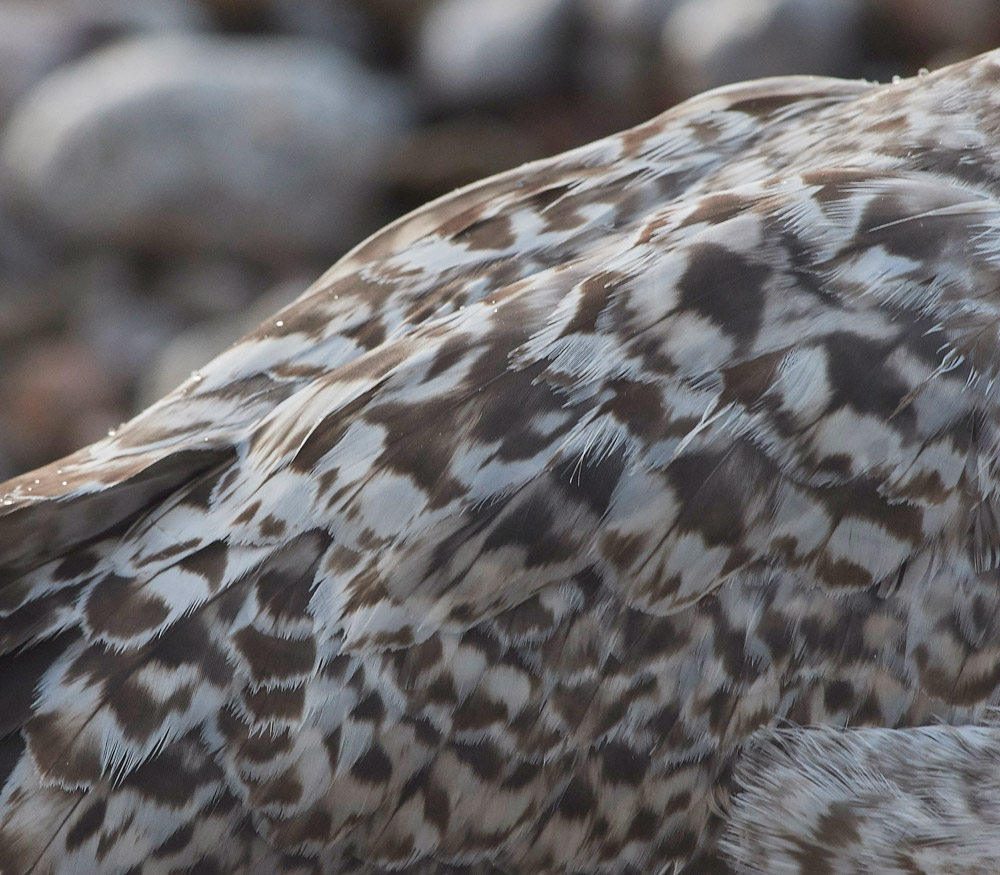 YelloLeggedGull020817-14