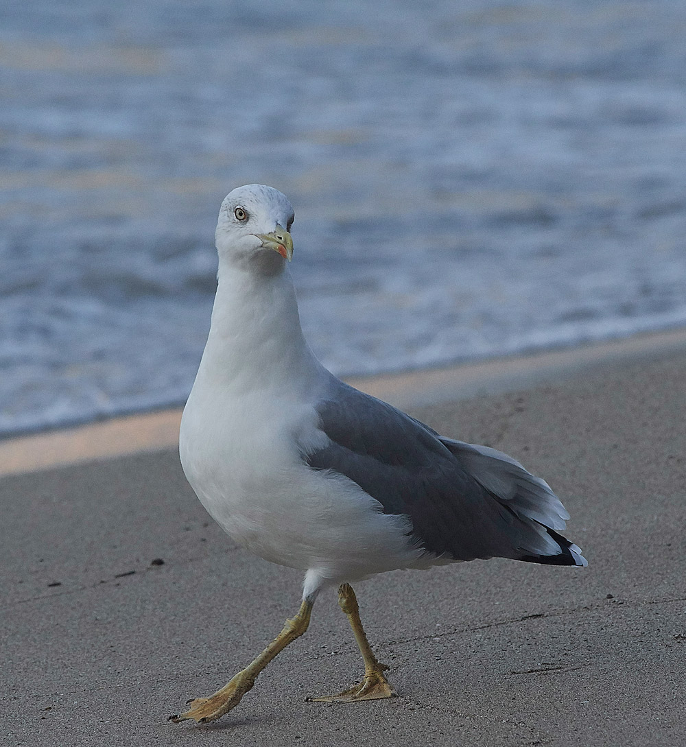 YelloLeggedGull020817-2