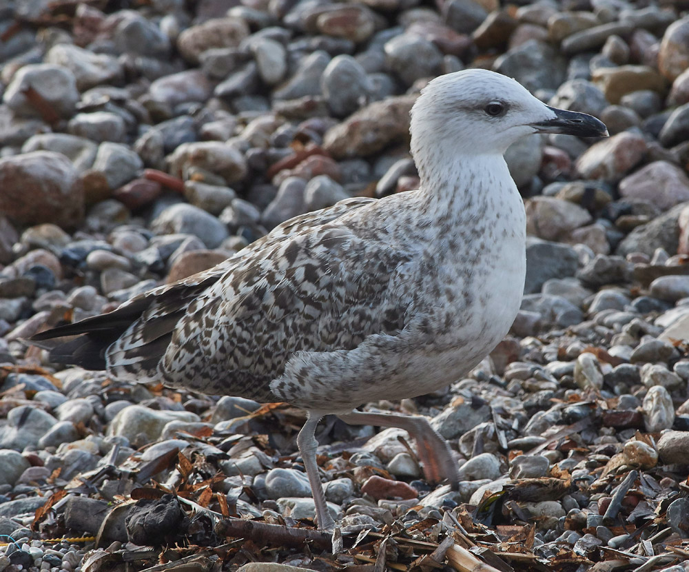 YelloLeggedGull020817-5